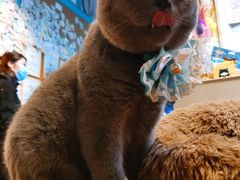 -猫小院猫主题咖啡厅(北锣店)