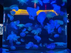 -太平洋海底世界