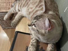 -Cappucimeow猫咪咖啡馆(韦伯时代店)