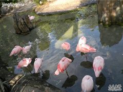 -奥兰多迪士尼动物王国乐园