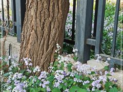 -北京大学燕东园