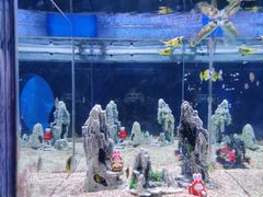 -烟台海昌鲸鲨海洋公园