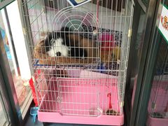 -瑞派宠物医院·24小时骨科·心脏·核磁(哈尔滨南岗店)
