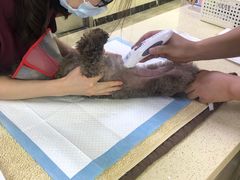 -美联众合动物医院·24h转诊中心