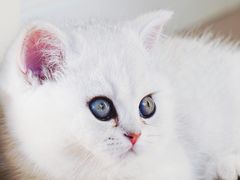 -糯米喵星人总部直营旗舰店·猫舍·幼猫出售