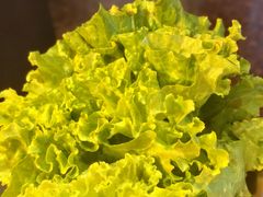 生菜-杨记齐齐哈尔烤肉(总店)