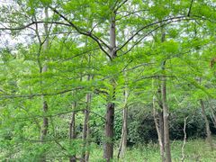 -上海海湾国家森林公园