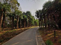 -上海滨江森林公园