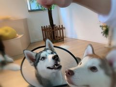 -Husky Go! 哈士奇体验馆·宠物咖啡厅狗咖