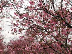 -天适樱花悠乐园