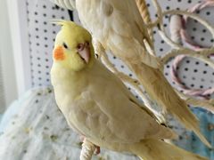 -吉丁鸟咖·异宠·寄养