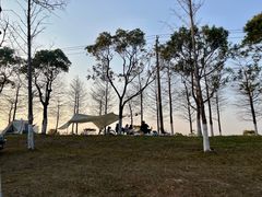 -春花秋色城市公园