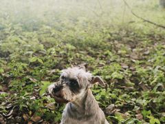 -铁山坪森林公园