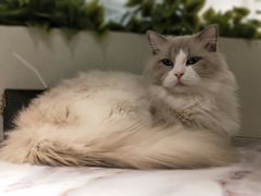-喵喵咪呀布偶猫咖(春熙路店)