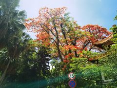-深圳仙湖植物园