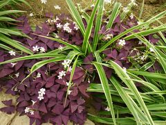 -兰陵国家农业公园