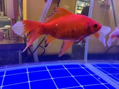 -芦苇荡·酸汤鱼(回龙观店)