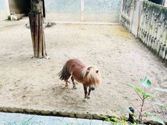 -成都动物园