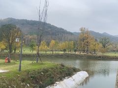 -千年银杏谷文化旅游区