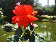 -人民公园(罗湖区)