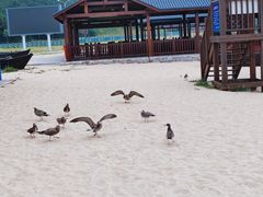 -海驴岛(荣成市)