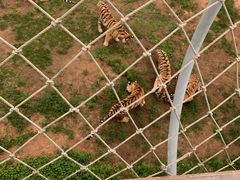 -西霞口神雕山野生动物世界