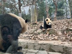 -都江堰中华大熊猫苑