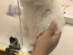 -翊宠yipet猫狗购宠庄园犬舍•猫舍