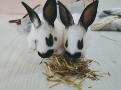 -浣熊柯尔鸭土拨鼠·电玩咖