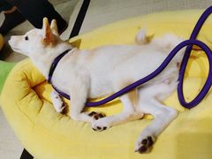 -逗柴咖啡屋·狗咖猫咖宠物桌游