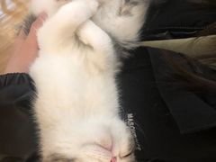 -滚猫咖啡·猫咖·猫友好撸猫(未来城店)