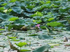 -长春市南湖公园