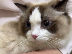 -安安宠医宠物医院·异宠·犬猫内科(岳阳分院)