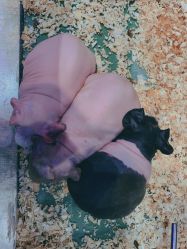-Moni星球萌宠·小马宝莉·灵蛇·高端高阶全萌宠互动体验俱乐部(红豆国际广场店)