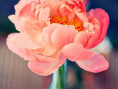 -檬舒舒MonChouChou(久光百货店)