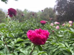 -莲花池公园
