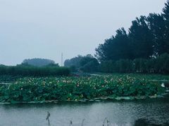 -白洋淀景区