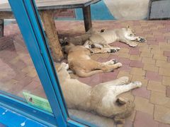 -大连森林动物园