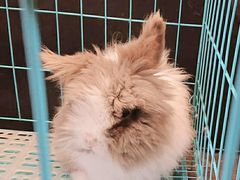 -志龙皇冠吃货椰子铺