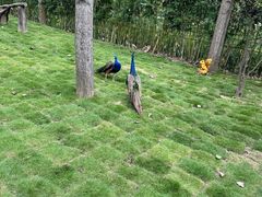 -合肥滨湖国家森林公园