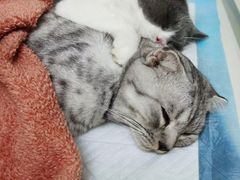 -关爱宠物医院·猫科中心·消化科(滨湖万达分院)