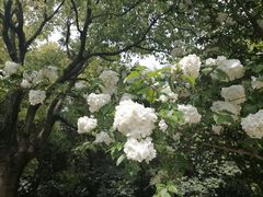 -上海滨江森林公园