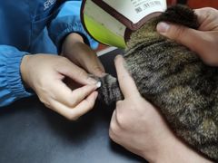 -安安宠医宠物医院·异宠·犬猫内科(岳阳分院)