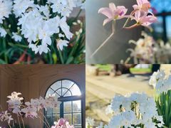 -洪湖湿地生态园