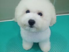 -博特宠物医院24h犬猫全科.骨科·异宠