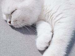 -袖虎·猫馆(体育西路店)