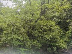 -龙苍沟森林公园