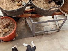 -新疆狼爷烤肉(宋庄店)