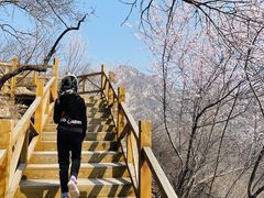-大岭沟猕猴桃谷风景区