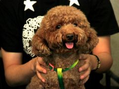 -百好乐宠物友好餐厅(朝外大街店)